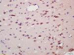 Spinophilin/Neurabin 2 Antibody in Immunohistochemistry (Paraffin) (IHC (P))