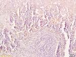 TRAIL Antibody in Immunohistochemistry (Paraffin) (IHC (P))