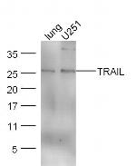 TRAIL Antibody in Western Blot (WB)