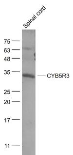 CYB5R3 Antibody in Western Blot (WB)