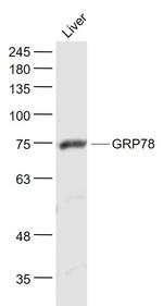 GRP78 Antibody in Western Blot (WB)