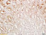 SRG4/TSARG4 Antibody in Immunohistochemistry (Paraffin) (IHC (P))
