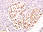 SRG4/TSARG4 Antibody in Immunohistochemistry (Paraffin) (IHC (P))