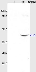 SRG4/TSARG4 Antibody in Western Blot (WB)