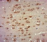 ZNF346 Antibody in Immunohistochemistry (Paraffin) (IHC (P))