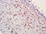 Aggrecan core protein 1 Antibody in Immunohistochemistry (Paraffin) (IHC (P))