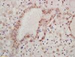 HOXA13 Antibody in Immunohistochemistry (Paraffin) (IHC (P))