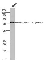 Phospho-CXCR2 (Ser347) Antibody in Western Blot (WB)
