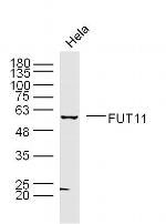 FUT11 Antibody in Western Blot (WB)