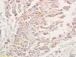 Adenosine A3 Receptor Antibody in Immunohistochemistry (Paraffin) (IHC (P))