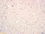 GGNBP2/ZNF403/LCRG1 Antibody in Immunohistochemistry (Paraffin) (IHC (P))