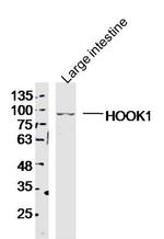 HOOK1 Antibody in Western Blot (WB)