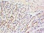 LRRC39 Antibody in Immunohistochemistry (Paraffin) (IHC (P))