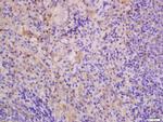 THEMIS Antibody in Immunohistochemistry (Paraffin) (IHC (P))