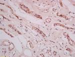 THEMIS Antibody in Immunohistochemistry (Paraffin) (IHC (P))