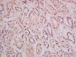 THEMIS Antibody in Immunohistochemistry (Paraffin) (IHC (P))