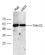 Trim22/Staf-50 Antibody in Western Blot (WB)