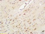 SHP-2/PTPN11 Antibody in Immunohistochemistry (Paraffin) (IHC (P))