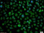 RASSF1 Antibody in Immunocytochemistry (ICC/IF)