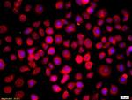 RASSF1 Antibody in Immunocytochemistry (ICC/IF)