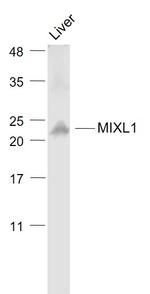 MIXL1 Antibody in Western Blot (WB)