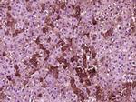 FAM20C Antibody in Immunohistochemistry (Paraffin) (IHC (P))