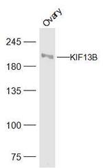 KIF13B Antibody in Western Blot (WB)