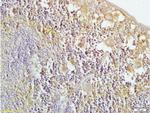 HO-2 Antibody in Immunohistochemistry (Paraffin) (IHC (P))