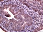 Manic Fringe/MFNG Antibody in Immunohistochemistry (Paraffin) (IHC (P))