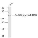 14-3-3 sigma Antibody in Western Blot (WB)