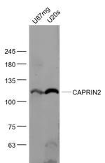 CAPRIN2 Antibody in Western Blot (WB)