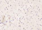ADH5 Antibody in Immunohistochemistry (Paraffin) (IHC (P))