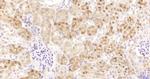eIF2C2/Ago2 Antibody in Immunohistochemistry (Paraffin) (IHC (P))
