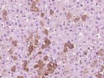 PLEKHG5 Antibody in Immunohistochemistry (Paraffin) (IHC (P))