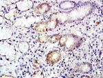 Annexin A13 Antibody in Immunohistochemistry (Paraffin) (IHC (P))