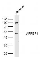 APPBP1 Antibody in Western Blot (WB)