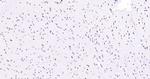 API5 Antibody in Immunohistochemistry (Paraffin) (IHC (P))