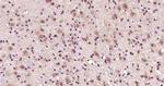 Phospho-Ataxin 1 (Ser775) Antibody in Immunohistochemistry (Paraffin) (IHC (P))