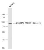 Phospho-Ataxin 1 (Ser775) Antibody in Western Blot (WB)
