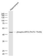 Phospho-ATF2 (Thr55) Antibody in Western Blot (WB)