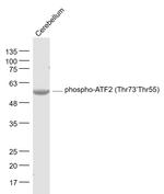 Phospho-ATF2 (Thr55) Antibody in Western Blot (WB)