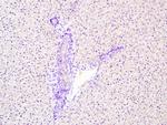 Phospho1 Polyclonal Antibody