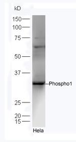 Phospho1 Antibody in Western Blot (WB)