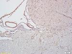 ICAM-2/CD102 Antibody in Immunohistochemistry (Paraffin) (IHC (P))