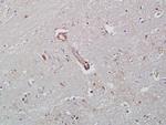 ICAM-2/CD102 Antibody in Immunohistochemistry (Paraffin) (IHC (P))