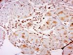 CRTR1 Antibody in Immunohistochemistry (Paraffin) (IHC (P))