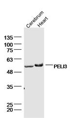 PELI3 Antibody in Western Blot (WB)