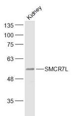 SMCR7L Antibody in Western Blot (WB)