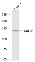 SNF2H Antibody in Western Blot (WB)