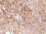 TMPRSS11D Antibody in Immunohistochemistry (Paraffin) (IHC (P))